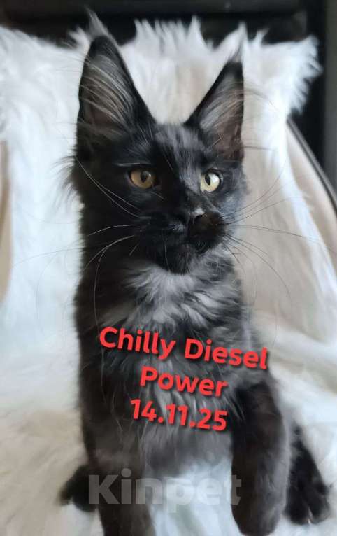 Кошки в Санкт-Петербурге: Chilly Diesel Power черный мейн-кун Девочка, 110 000 руб. - фото 5