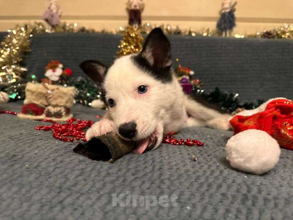 Собаки в Лосином-Петровском: Орфей якутята ппбж Мальчик, Бесплатно - фото 9