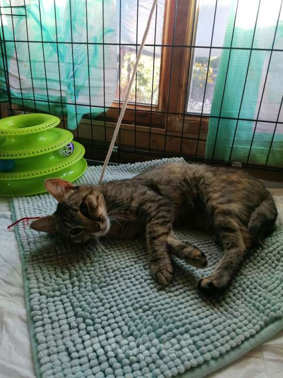 Кошки в Королеве: Машутка дочь  Девочка, Бесплатно - фото 3