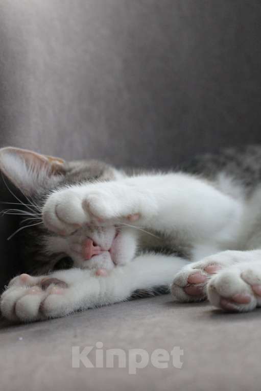 Кошки в Красногорске: Ищем дом Марсику! Мальчик, Бесплатно - фото 3