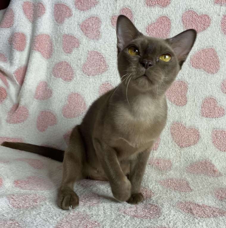 Кошки в Дмитрове: Шоколадная бурманская девочка Оливия Девочка, 20 000 руб. - фото 6