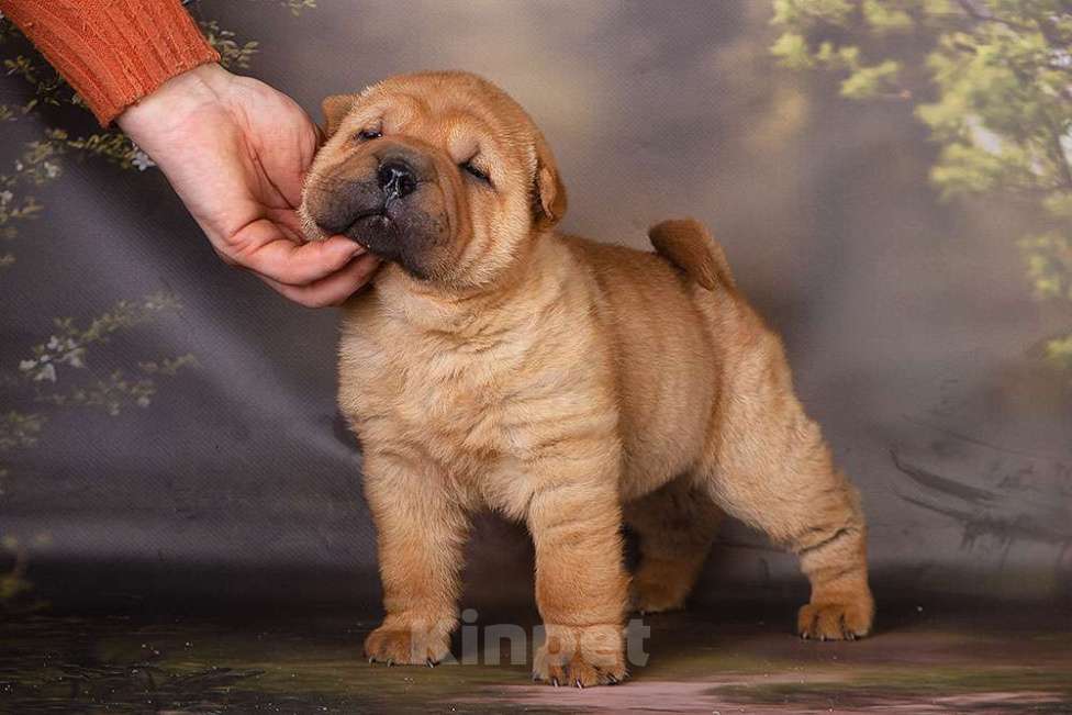 Собаки в Москве: Щенок шарпея СимСимыч Мальчик, 25 000 руб. - фото 2