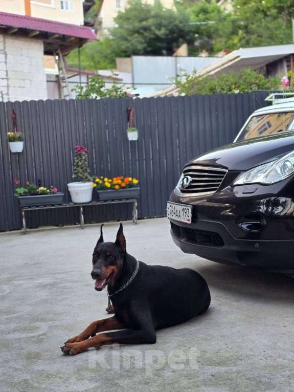 Собаки в Санкт-Петербурге: Щенок добермана  Девочка, 35 000 руб. - фото 4