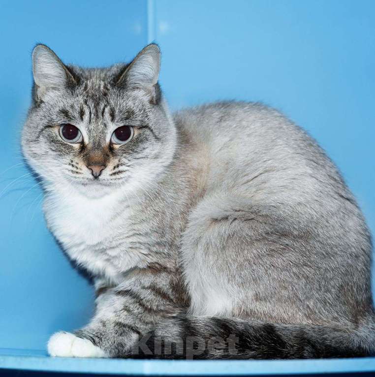 Кошки в Москве: Голубоглазая, невероятно красивая, но никому не нужная Девочка, Бесплатно - фото 3