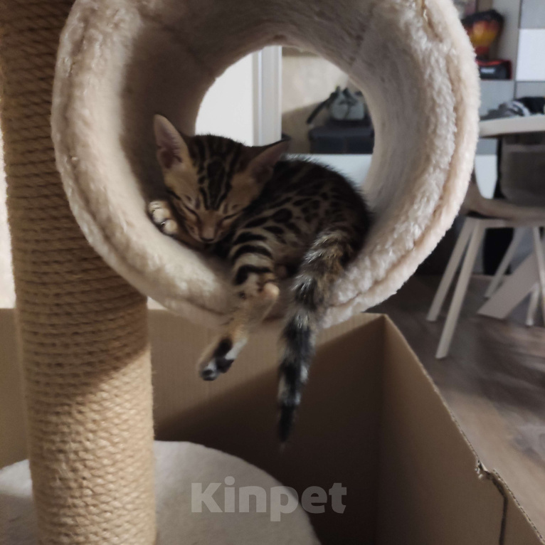 Кошки в Ростове-на-Дону: Бенгальские котята Девочка, 17 000 руб. - фото 5