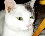 Кошки в Москве: Белый очень ласковый кот Зая Мальчик, Бесплатно - фото 1