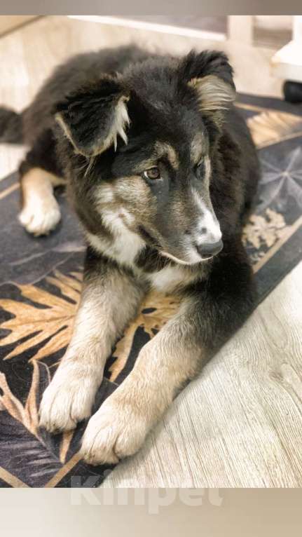 Собаки в других городах Московской области: Пушистый медвежонок по имени Мишка Девочка, 800 руб. - фото 3