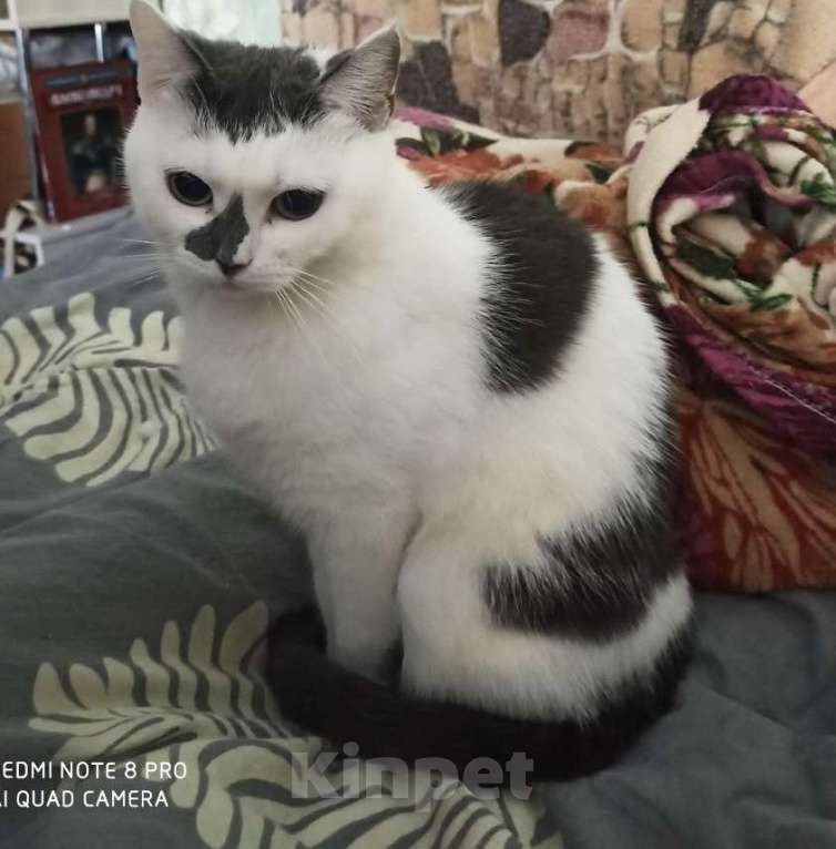 Кошки в других городах Московской области: Кошки в добрые руки Девочка, Бесплатно - фото 7