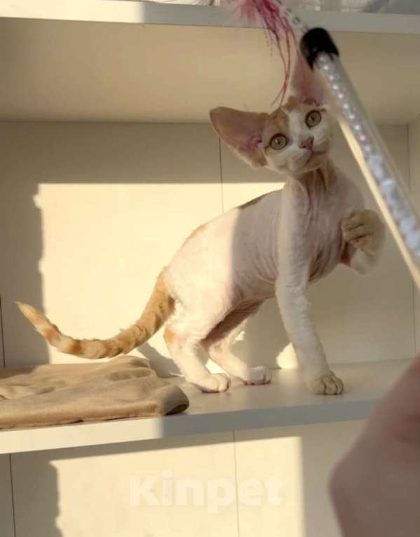 Кошки в Анапе: Девочка Девон Рекс Девочка, 55 000 руб. - фото 4