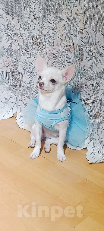 Собаки в Москве: Белоснежная прЫнцесса Девочка, 39 000 руб. - фото 5