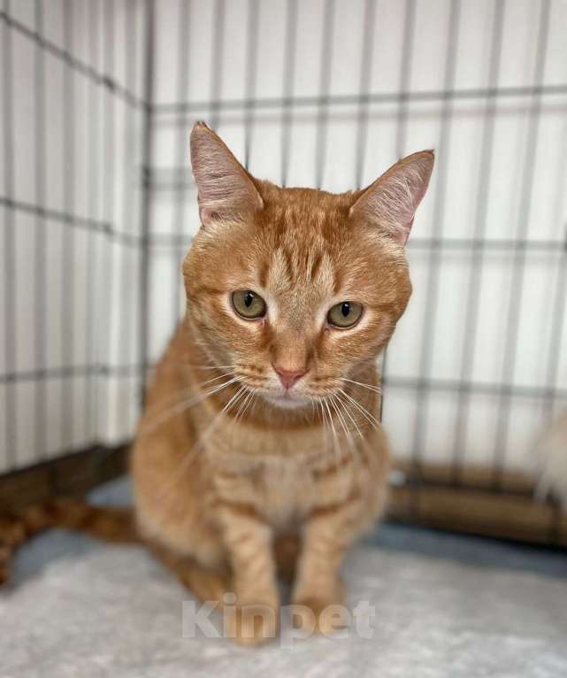Кошки в Санкт-Петербурге: Кот инвалид Мальчик, Бесплатно - фото 2