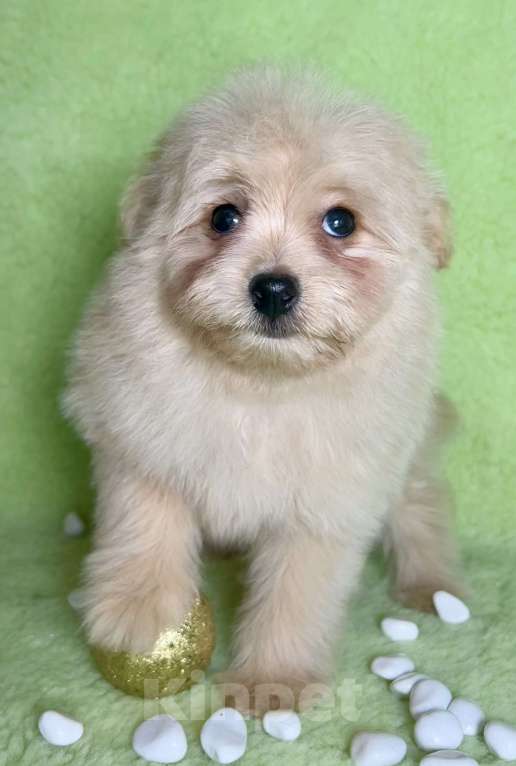Собаки в Москве: Помапу девочка кремовая  Девочка, 35 000 руб. - фото 2