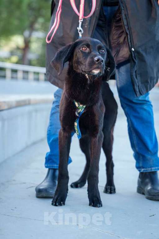 Собаки в Москве: Три маленькие девочки, которые очень хотят стать чьим-то счастьем Девочка, Бесплатно - фото 4