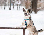 Собаки в Москве: Супер позитивный Джаз ищет дом! Мальчик, Бесплатно - фото 3