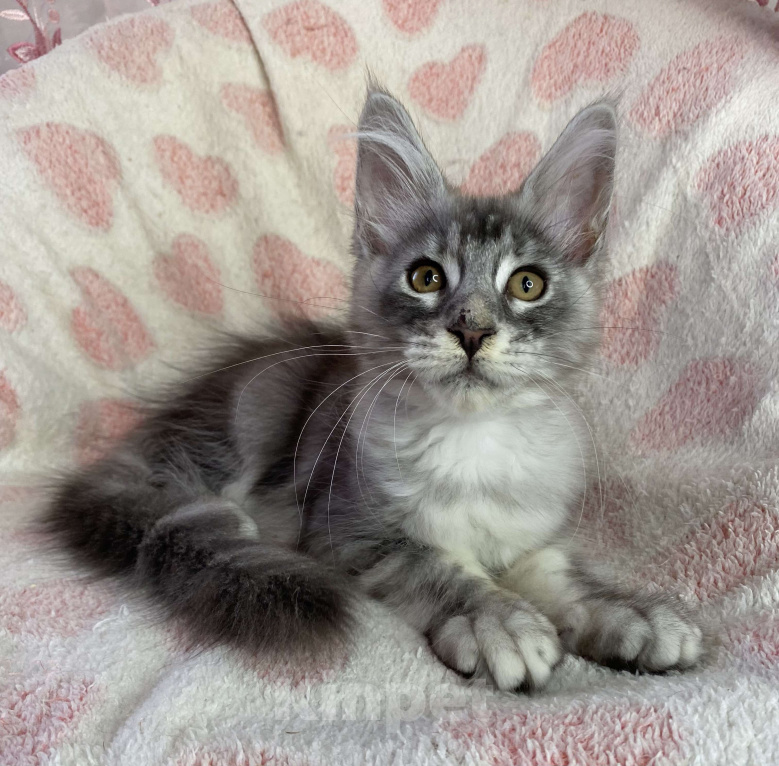 Кошки в Дмитрове: Черная серебристая мраморная девочка мейн кун Cindy Девочка, 20 000 руб. - фото 1