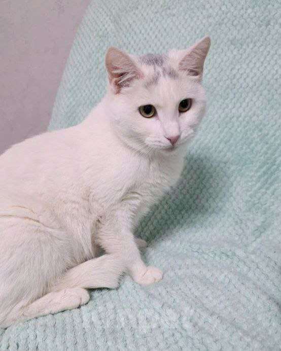 Кошки в Москве: Ромушка ищет дом Девочка, Бесплатно - фото 2