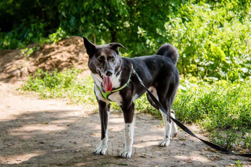 Собаки в Москве: Драгоценная Фани Девочка, Бесплатно - фото 9