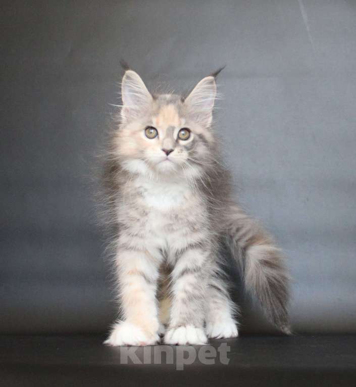 Кошки в Екатеринбурге: Дарьяна девочка Девочка, 35 000 руб. - фото 1