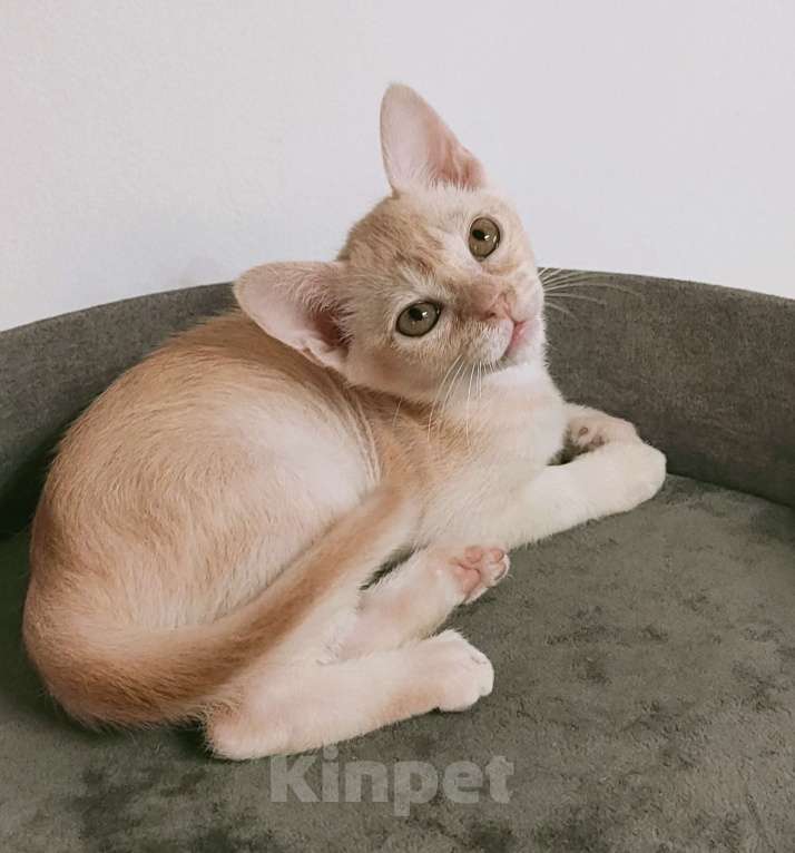 Кошки в Краснодаре: Котик европейской бурмы редкого окраса Мальчик, 30 000 руб. - фото 5