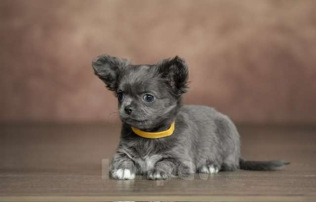 Собаки в Выборге: Девочка длинношерстная голубой окрас Девочка, Бесплатно - фото 2