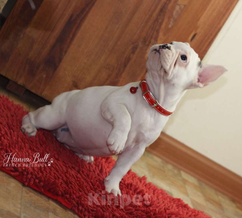 Собаки в Москве: Щенок французского бульдога с документами РКФ Девочка, 74 000 руб. - фото 1