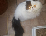 Кошки в Новокубанске: Кот перс вязка., 1 000 руб. - фото 3