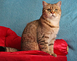 Кошки в Клине: Подрощенный котик Мальчик, 1 руб. - фото 5