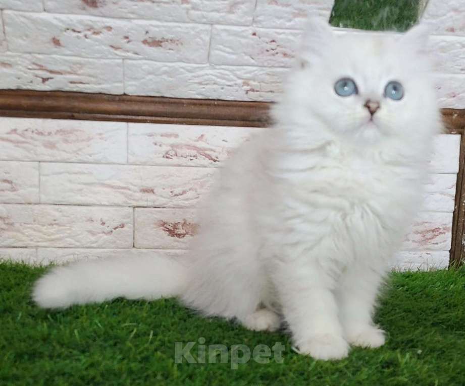 Кошки в Москве: Серебристая шиншилла длинношерстная Мальчик, 15 000 руб. - фото 2