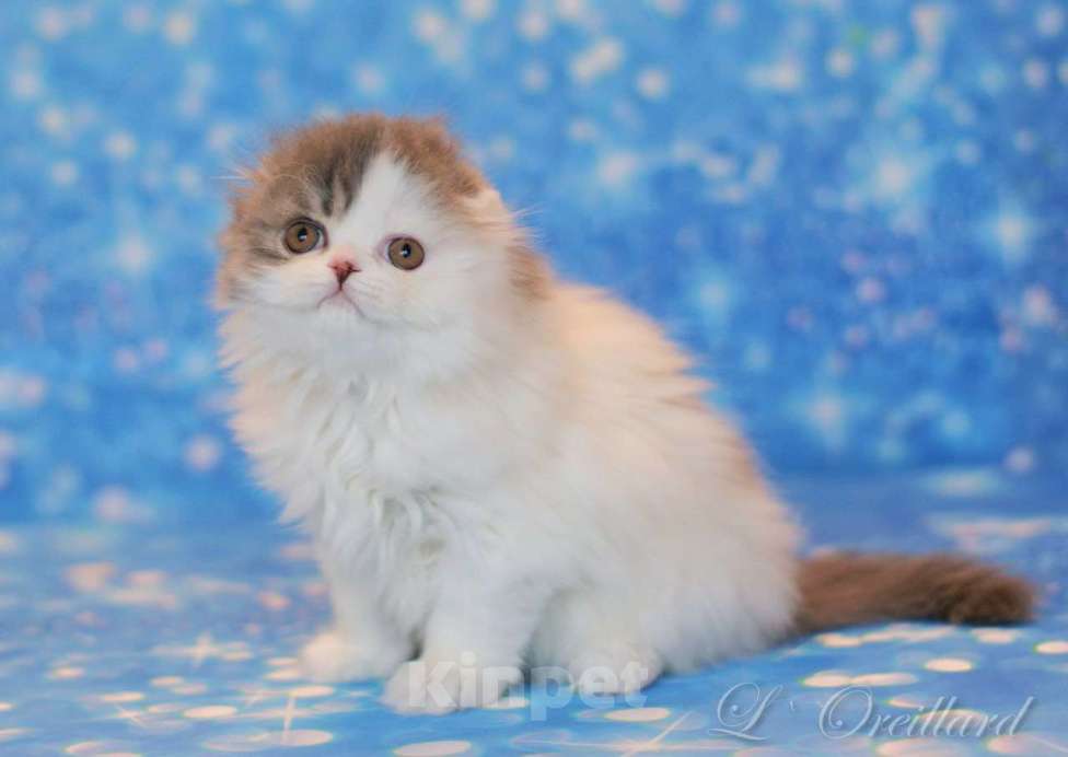 Кошки в Ярославле: Шотландская вислоухая длинношерстная девочка Девочка, 50 000 руб. - фото 5