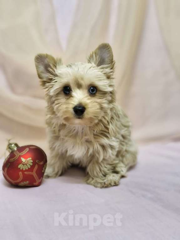 Собаки в Ростове-на-Дону: Голддаст йорк Мальчик, 20 000 руб. - фото 4