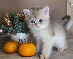 Кошки в Москве: Британский котёнок голубое золото Мальчик, 40 000 руб. - фото 2