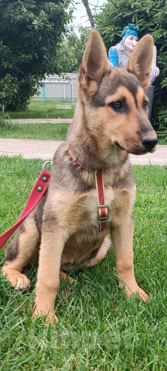 Собаки в Москве: Малышка щенок-девочка Ассоль в добрые руки Девочка, Бесплатно - фото 3