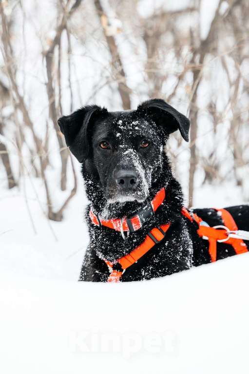 Собаки в Москве: Ваниль в поисках своей семьи! Девочка, Бесплатно - фото 9