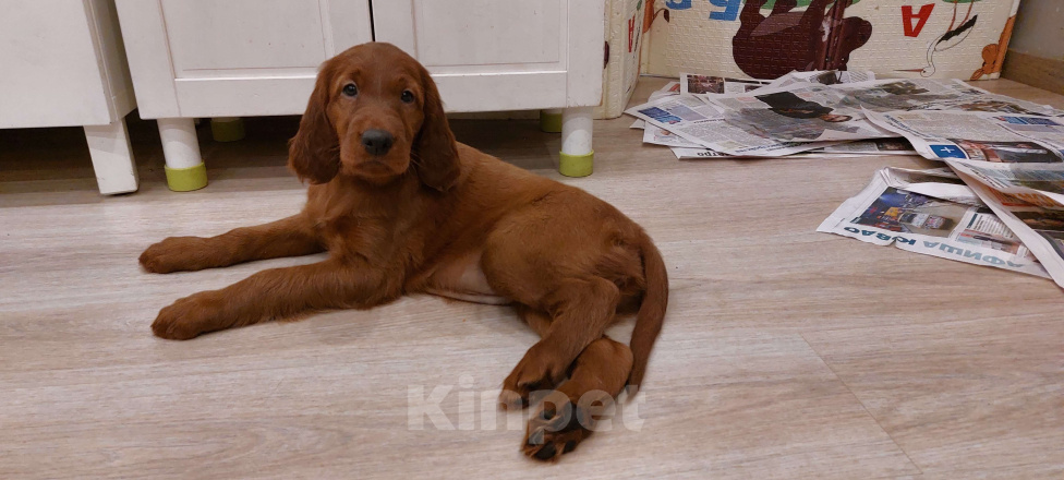 Собаки в Москве: Щенки Ирландского сеттера Разнополые, 60 000 руб. - фото 5