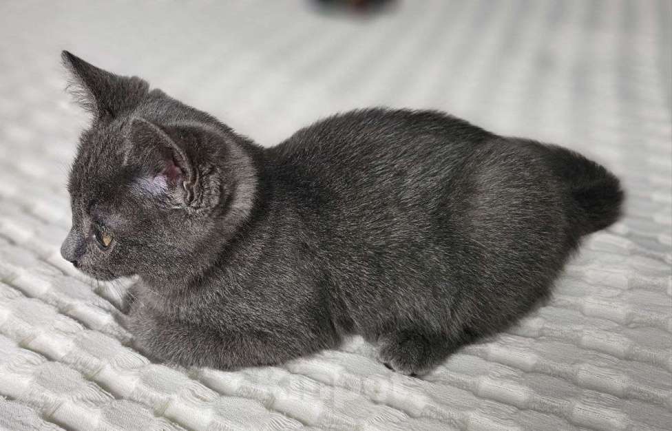 Кошки в Москве: Котёнок Сёма в добрые руки Мальчик, Бесплатно - фото 2