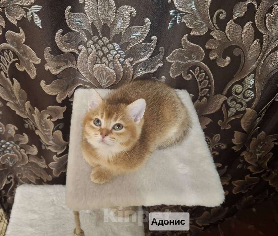 Кошки в Москве: Шотландский котик золотой тикированный  Мальчик, 28 000 руб. - фото 7