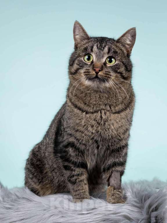 Кошки в Москве: Ищет дом шикарный, молодой кот Капитан! Ласково — Тоша Мальчик, 10 руб. - фото 10