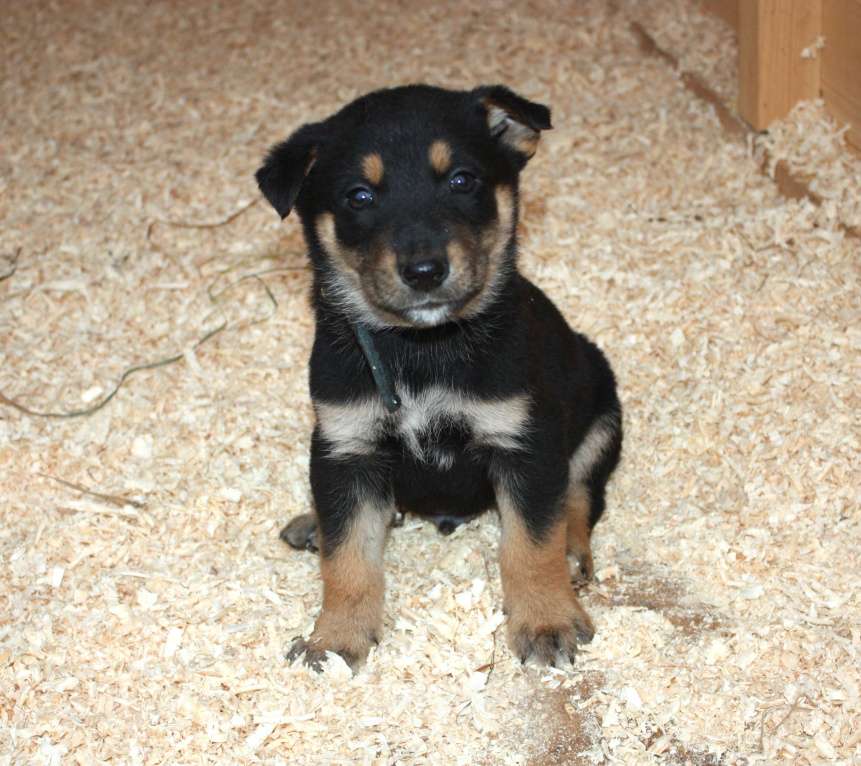Собаки в Москве: Малыш Гоша ищет свою любимую семью  Мальчик, Бесплатно - фото 3