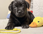 Собаки в других городах Московской области: Черный щенок лабрадора Мальчик, 80 000 руб. - фото 1