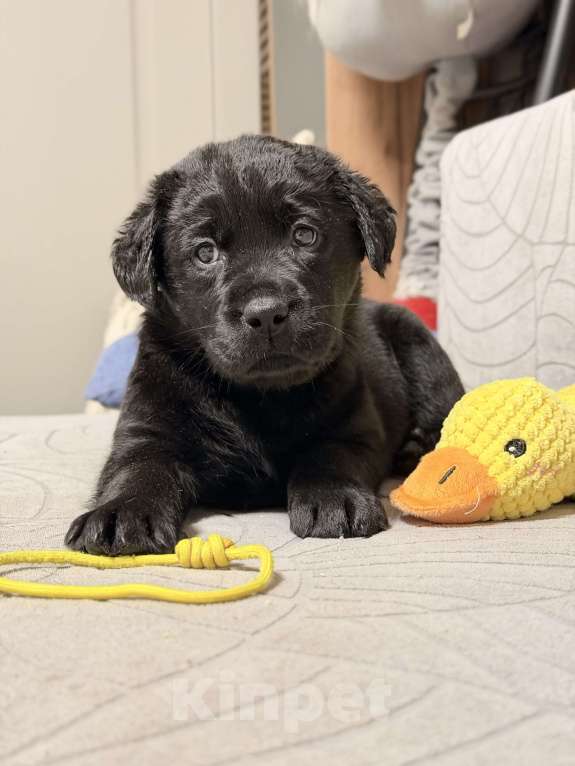 Собаки в других городах Московской области: Черный щенок лабрадора Мальчик, 80 000 руб. - фото 1
