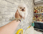 Собаки в Москве: Мини мальчик померанского шпица крошка на ладошку Мальчик, Бесплатно - фото 2