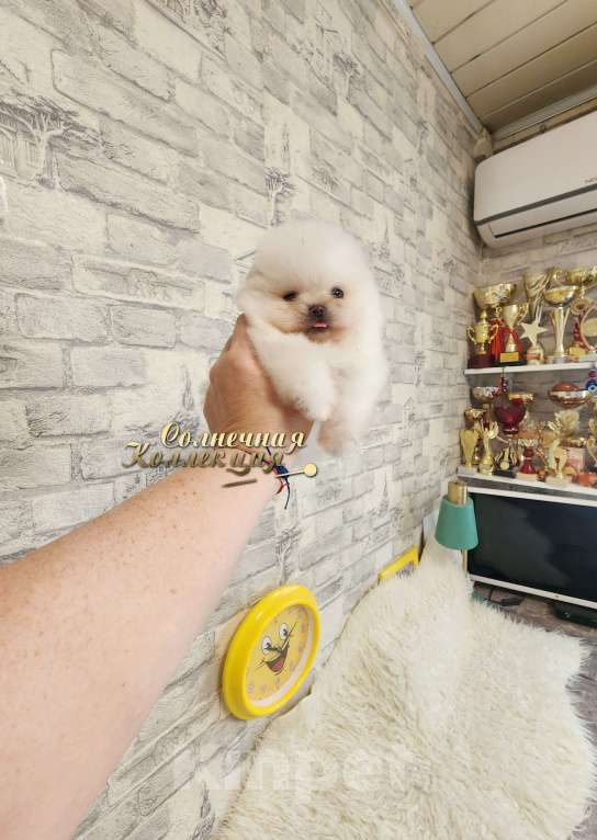 Собаки в Москве: Мини мальчик померанского шпица крошка на ладошку Мальчик, Бесплатно - фото 2