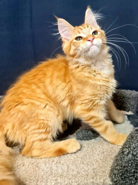 Кошки в других городах Ярославской области: Котенок мейн кун Мальчик, Бесплатно - фото 5