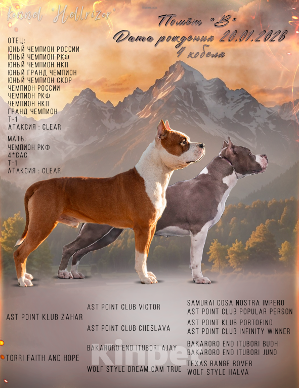 Собаки в Кореновске: Щенки АСТ РКФ Мальчик, Бесплатно - фото 10