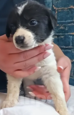 Собаки в Воскресенске: Щенки в добрые руки Разнополые, Бесплатно - фото 3