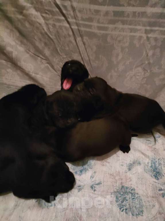 Собаки в Красногорске: Будущие чемпионы- щенки породы кане корсо. Чистокровные. Мальчик, 74 000 руб. - фото 2