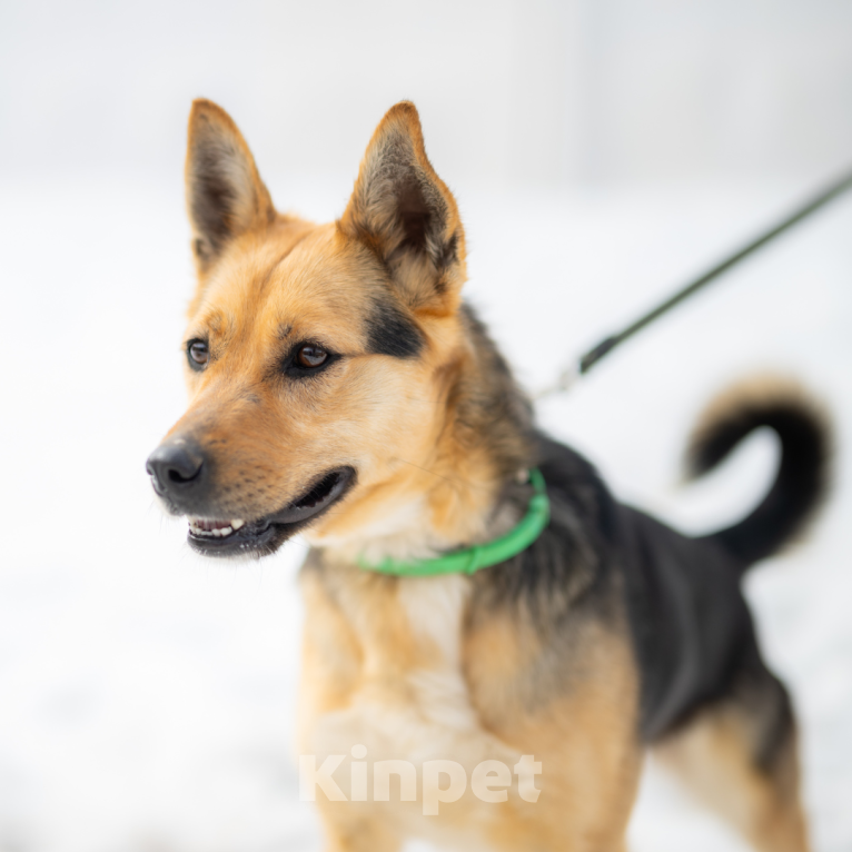 Собаки в Москве: Тина Девочка, Бесплатно - фото 4