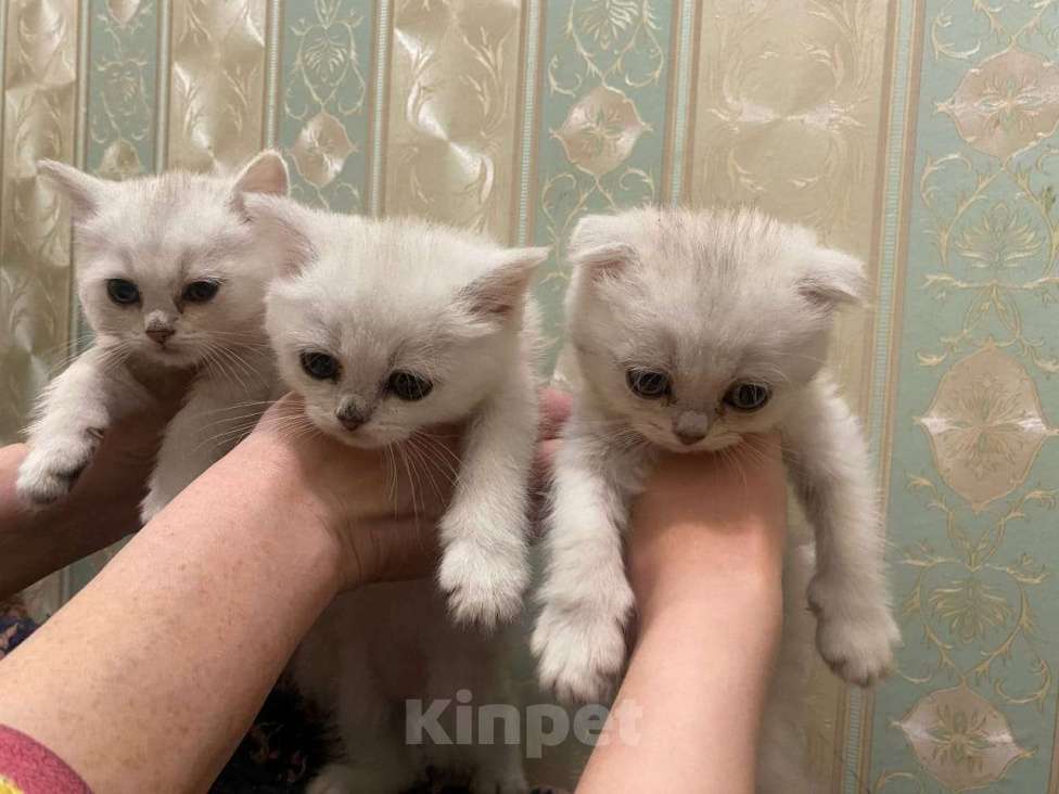 Кошки в Санкт-Петербурге: вислоухий мальчик Мальчик, 23 900 руб. - фото 5