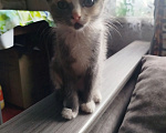 Кошки в Белово: Котёнок в добрые руки Девочка, Бесплатно - фото 1