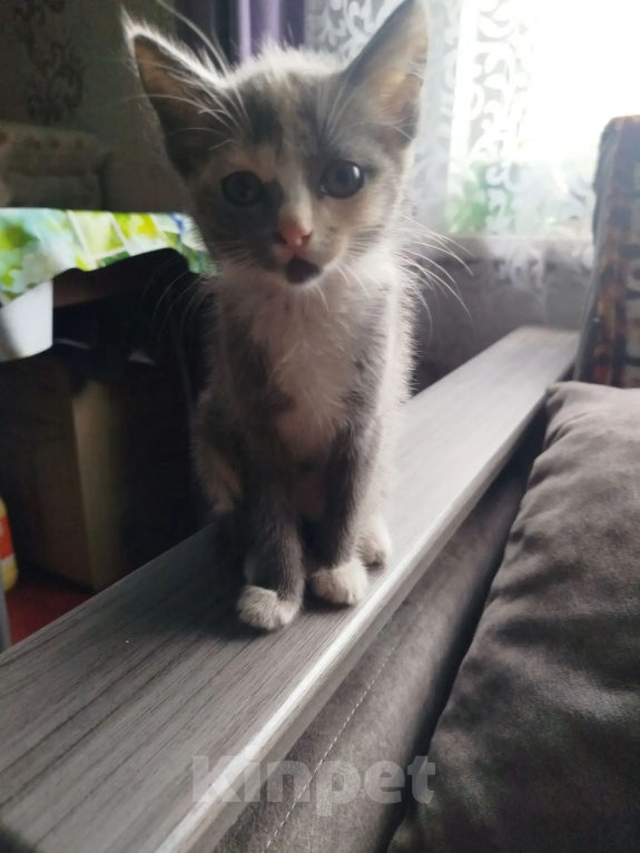 Кошки в Белово: Котёнок в добрые руки Девочка, Бесплатно - фото 1